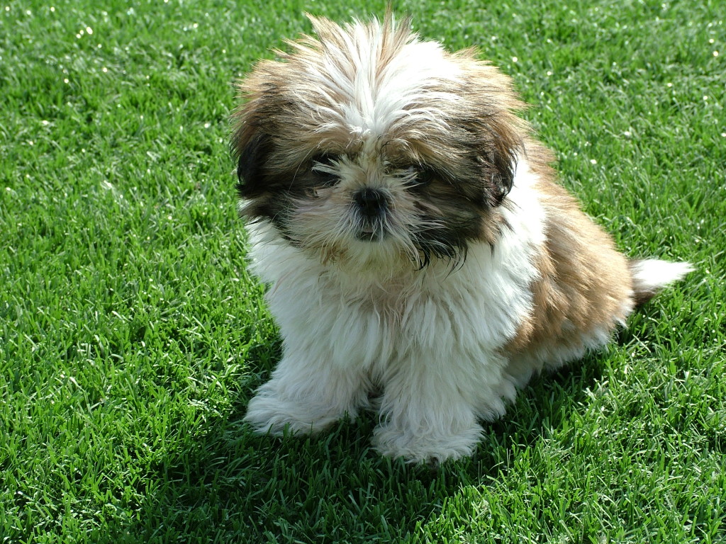 shih tzu