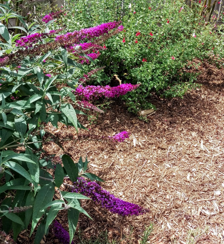 IMAG0825