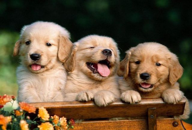 smile